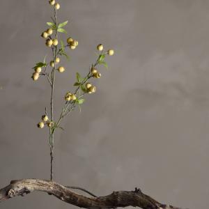 Branche hawthorn jaune